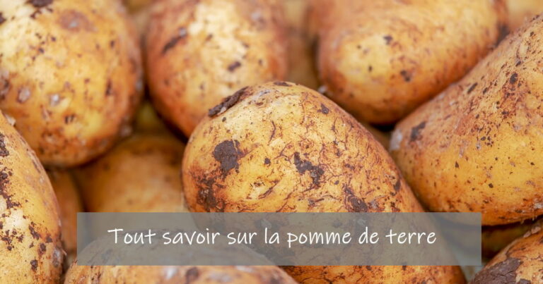 Tout Savoir Sur La Pomme De Terre Ou Du Moins L Essentiel